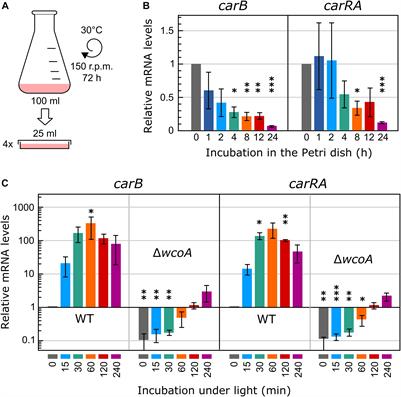 Impact of the White Collar Photoreceptor WcoA on the Fusarium fujikuroi Transcriptome